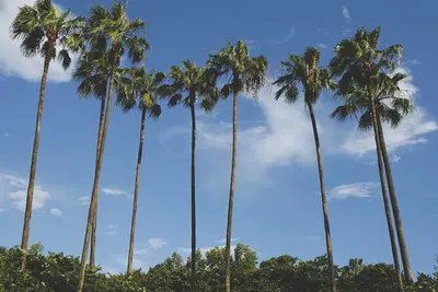 Image de Family-Friendly 5-Star Villa, Orlando Villa 6392