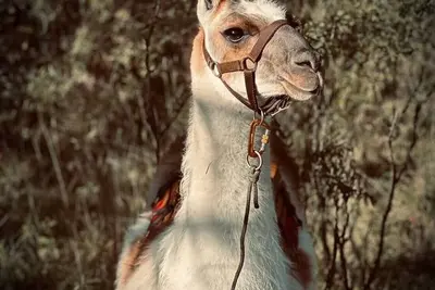 Image de Llama Lookout Suite at Basecamp Ranch, Bragg Creek