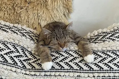 Image de Charming 3-bedroom house in Davis with WiFi and Ac