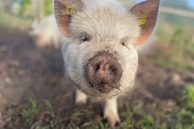 Image de The farm, stay with beautiful views among animals