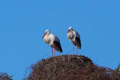 Image de Appartement 'Storchenblick' avec vue sur les montagnes, balcon et Wi-Fi