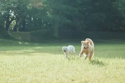 Image de For organizers of offline meetings etc 20 of / Sanbu-gun Chiba