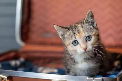 Image de Ultimate Pet Friendly Stay - Paws & Relax Retreat