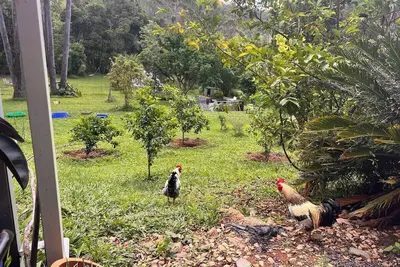 Image de Rainbow Farm Studio - Sleep to the sounds of the Orara River 15 mins from Coffs.