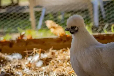Image de Cabane 4 étoiles - Piscine  - ccabhid
