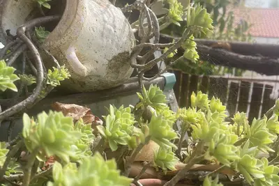Image de Prickly Pear Corner