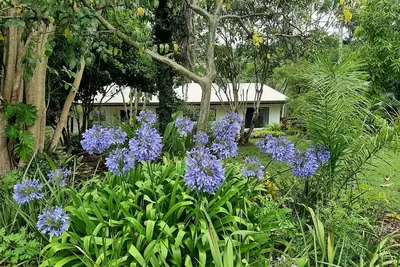 Image de Country Cottage in Imbil (Mary Valley)
