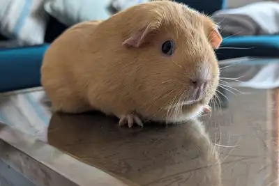 Image de Cowpe Lowe View, Rossendale