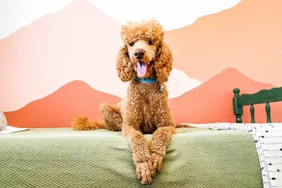 Image de The Retro duplex unit