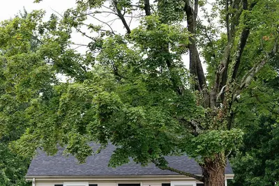 Image de Cozy Corner - Little House in Downtown Lexington