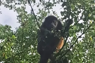 Image de Retraite tropicale à Playa Ocotal – Espace, confort et nature Casa avi fauna