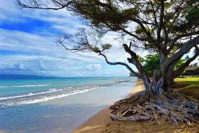 Image de Perfect Landing for You On Maui  T-046-692-0448-03