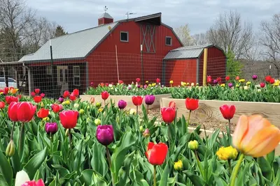 Image de New Farm Barn, near Branson, Mo