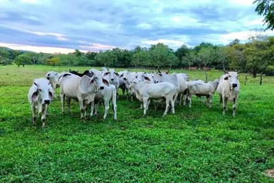 Image de Lovely Sunsets~Rustic living~Pura Vida experience!