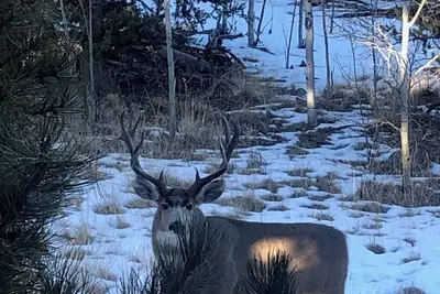 Image de Colorado high country comfy two-story house in Como with great amenities