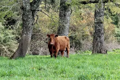 Image de Vive la naturaleza en paz en Fundo Bonanza, Puyehue. Amplia casa.