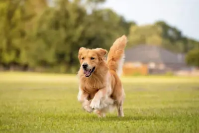 Image de Large dogs allowedPrivate house rental5 minutes by car to the sea Private sauna and openair  / Sanbu-gun Chiba