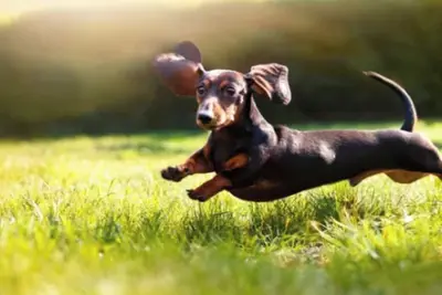 Image de Small and mediumsized dogs allowedPrivate house rental5 minutes by car to the sea Sauna and  / Sanbu-gun Chiba