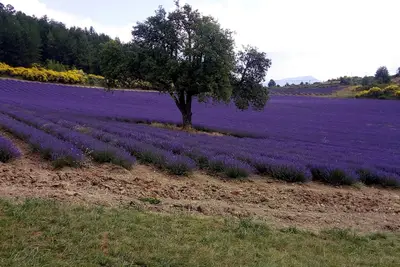 Image de Rasteau, vacation villa with 3 bedrooms and heated pool