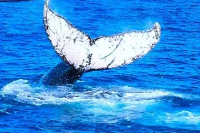 Image de Mountain Views near the Sea