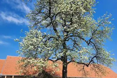 Image de Vacation home for 4 guests with 80m² in Zalalövő (272228)