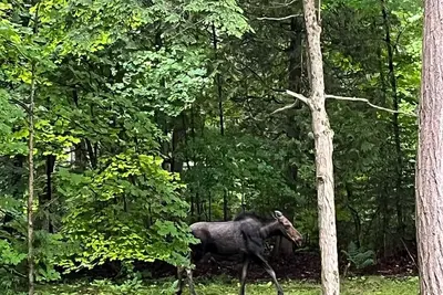 Image de Family-friendly Muskoka cottage with private beach near Algonquin Park