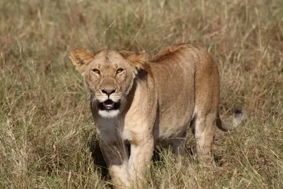 Image de 6-bedroom bed & breakfast in beautiful Narok County with WiFi