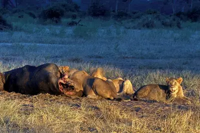 Image de Between Chobe and Zambezi National Park we  have a campground with WiFi, Ac