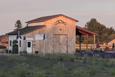 Image de Your own Lavender farm in Sunny Sequim!