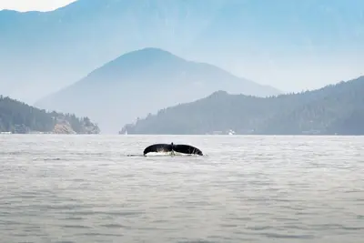 Image de * New* Seaside Getaway | Sleeps 10 | 1 hr to Victoria! | Book now for 2026!