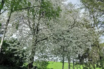 Image de Maison de campagne familiale dans un des plus beaux villages de Wallonie