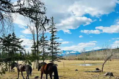 Image de Cozy rustic cabin only 45 minutes from Jasper! Pet friendly.