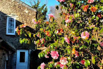 Image de Cute Cornish Cottage in stunning countryside close to gorgeous beaches.