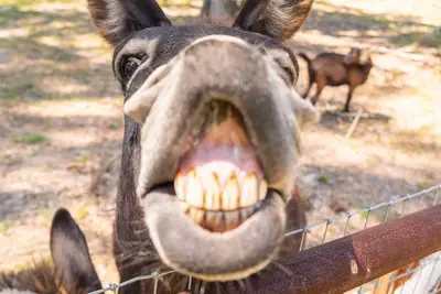 Image de Country 2-bedroom home, steps away from Longhorns, donkeys, horses, and goats.