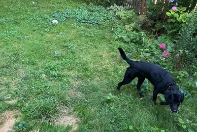 Image de Pet Friendly, Spacious & Bright Main Flr Apt with Yard/Parking/Laundry by Beach