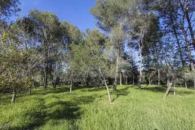 Image de Villa Cardinale  in Salento with pinewood and swimming pool. Puglia.