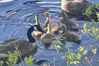 Image de Clean Cozy Waterfront Cottage - Perfect for Family Relaxation and Recreation