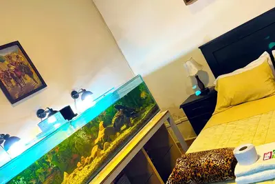 Relax room: beautiful fish and plants