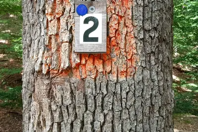 Image de DnD Camp Site #2 Private Woods primitive campground in Sunrise Beach