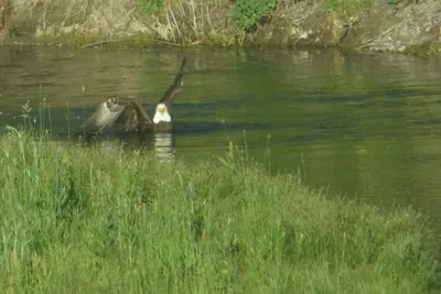Image de Terrific 3-bedroom house on the beautiful Clark Fork River