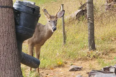 Image de Charming 3-bedroom cabin with WiFi, Ac in tranquil Waterville