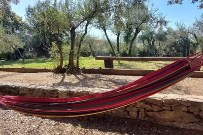 Image de Les oliviers