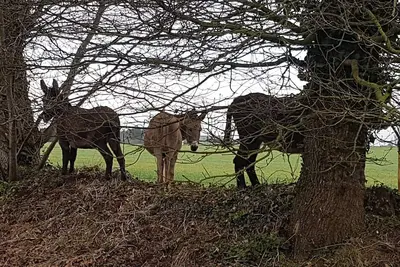 Image de Ty Bihânes vous accueille au calme en pleine campagne, entourée d'ânes