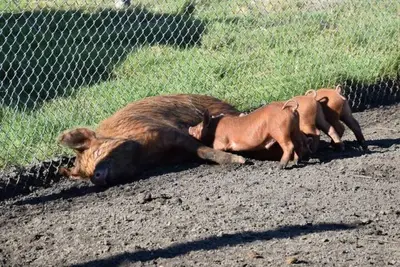 Image de 1 bedroom cabin in oosterwolde