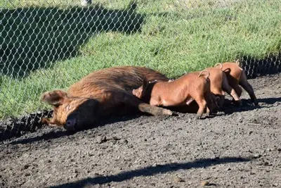 Image de 1 bedroom agritourism property in oosterwolde