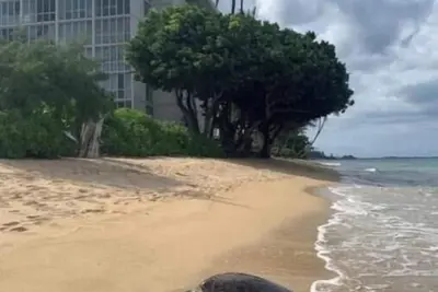 Image de Newly renovated, oceanfront, Ac, beautiful views, steps to secluded beach