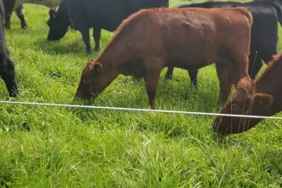 Image de Bright and Cozy Tiny Pine House