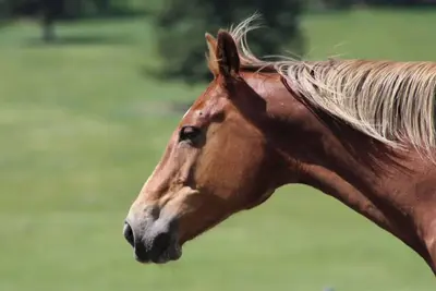 Image de Small Vintage Ranch Accomidation