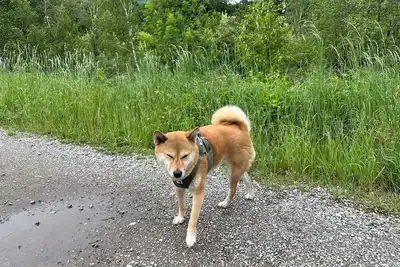 Image de Soothing 3-bedroom apartment with WiFi in charming Voiron