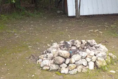 Image de Pullin On Over @B Berry Farms